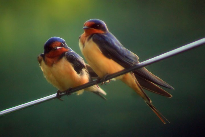 Image of birds