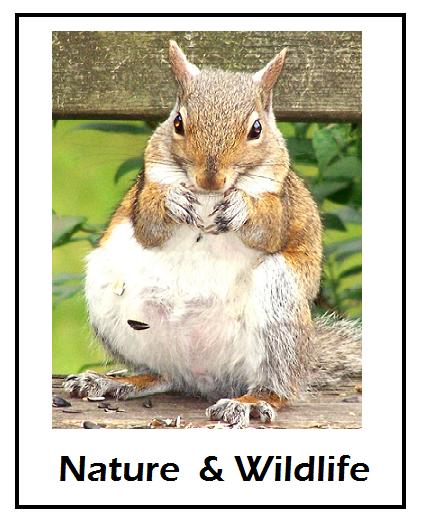 Nature Image