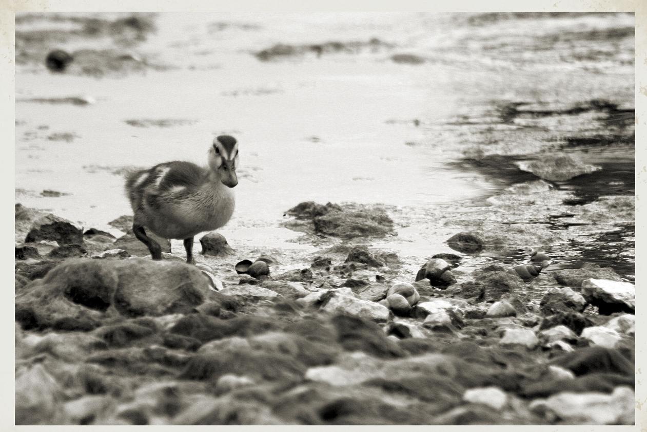 Image of Duck