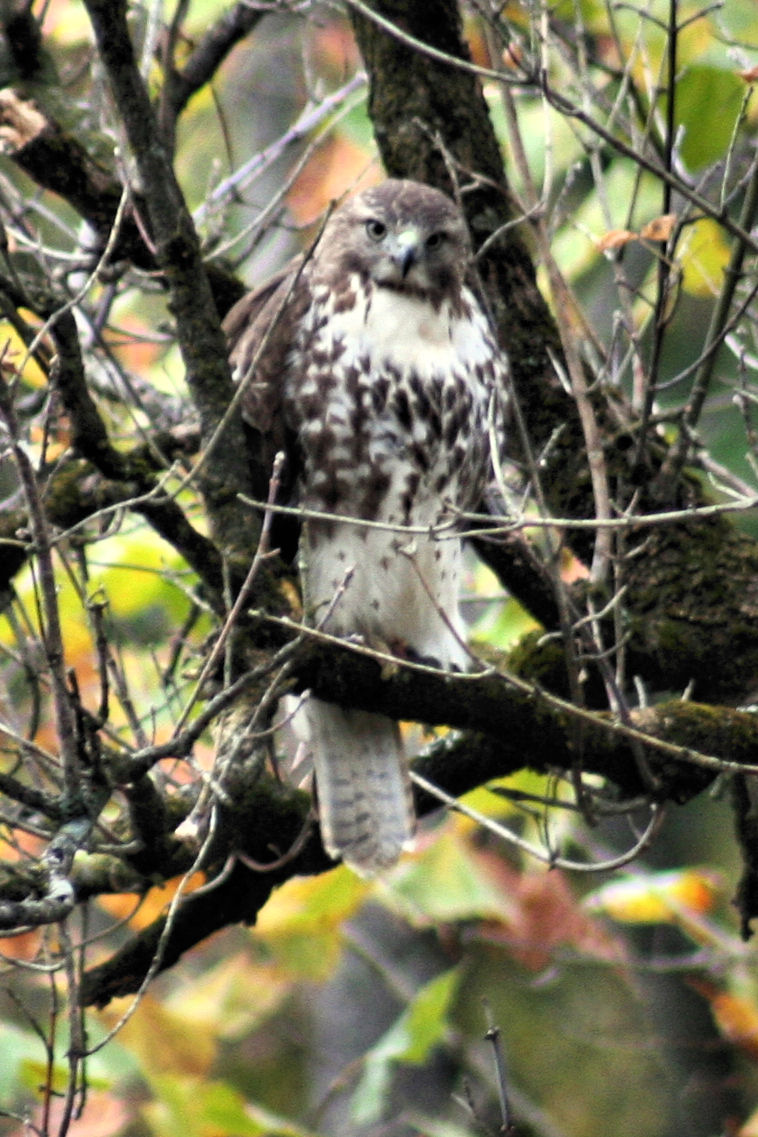 Image of Hawk